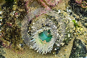 Sea anemone, actiniaria, Oregon coast marine garden, Cannon Beach, USA photo