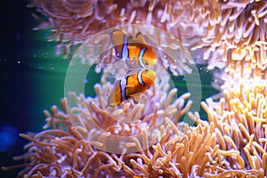 Sea anemone and Anemonefish