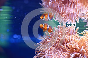 Sea anemone and Anemonefish