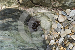 Sea anemone and barnacles on stones on the beach