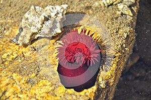 Sea anemone Beadlet anemone.