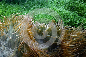 Sea anemone at the big Aquarium