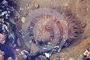 Sea anemone, black muscle shells, barnacles and purple sea urchins during low tide at Laguna Beach California tide pools