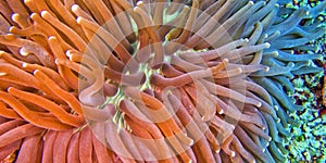 Sea Anemone, Bunaken National Marine Park, Indonesia