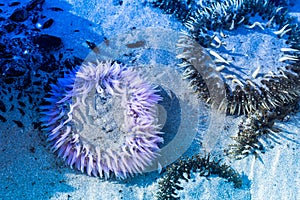 Sea Anemone close up under the sea - Image