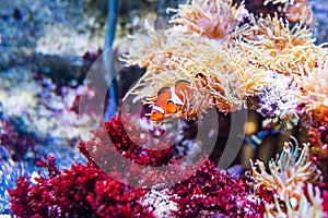 Sea anemone and clown fish