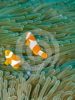 Sea anemone with clown fish