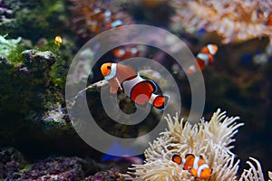 Sea anemone and clown fish in marine aquarium. Blue background