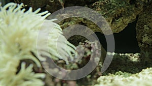 Sea Anemone cluster underwater