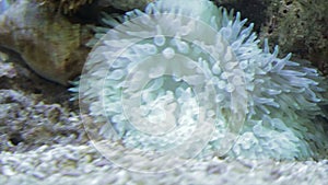 Sea Anemone cluster underwater