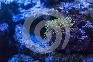 Sea anemone in coral reefs