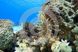 Sea Anemone, Cozumel, Mexico photo