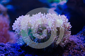 Sea anemone in a dark blue water of aquarium. Tropical marine life background.