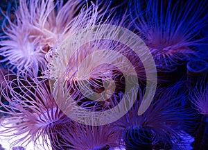 Sea anemone in a dark blue water of aquarium. Tropical marine life background.