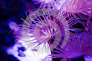 Sea anemone in a dark blue water of aquarium. Tropical marine life background.