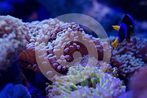 Sea anemone in a dark blue water of aquarium. Tropical marine life background.