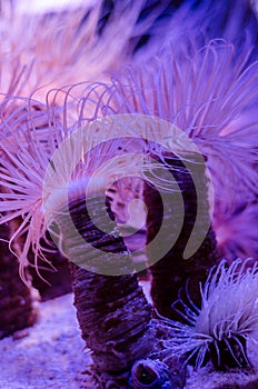 Sea anemone in a dark blue water of aquarium. Tropical marine life background