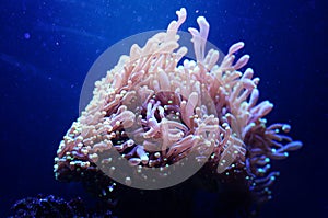 Sea anemone in a dark blue water of aquarium. Tropical marine life background.