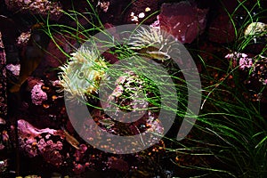 Sea Anemone Dream Meaning and Interpretations