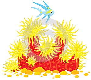 Sea anemone and fish