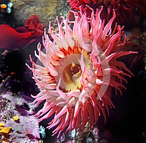 Sea anemone photo