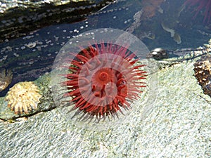 Sea anemone and limpets in shallow rock pool