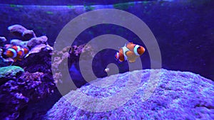 Sea Anemone in a marine aquarium with Nemo fish. Beautiful fish in the sea