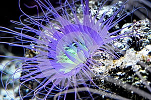 Sea anemone in natural habitat, marine plants and animals