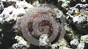 Sea Anemone in natural habitation