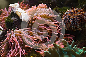 Sea anemone, predatory animal
