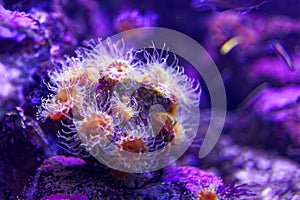 Sea anemone purple underwater world