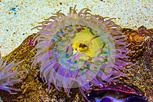 Sea Anemone Purple Yellow