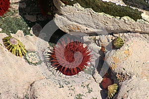 Sea anemone in a rock pool with barnacles