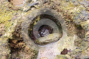 A sea anemone and a sea cucumber in shallow water on the beach at Ma\'alaea Bay at low tide in Kihei, Maui