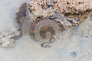 Sea anemone in shallow water coral reef and beach in Surin island National park, Phang nga, Thailand