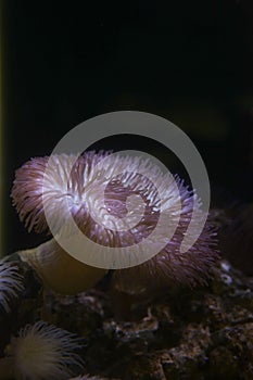 Sea anemone shelter