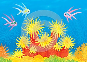Sea anemone and shoal of fish