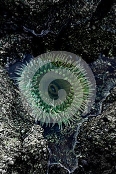 Sea Anemone Sitting in a Tide Pool