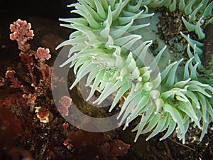 Sea anemone tentacles