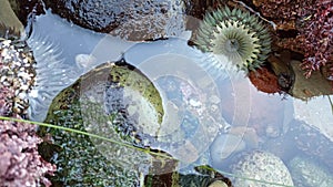 Sea anemone tentacles in tide pool water, anemones in tidepool. Actiniaria polyp photo