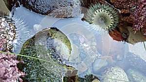 Sea anemone tentacles in tide pool water, anemones in tidepool. Actiniaria polyp