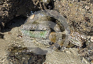 Sea Anemone in a tide pool