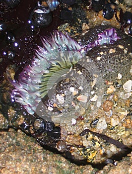 Sea anemone, tide pool, Monterey, CA