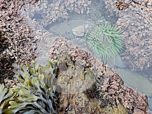 Sea anemone trapped in low tide pool