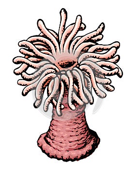 Sea anemone. Vector sketch