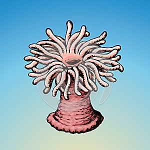 Sea anemone. Vector sketch