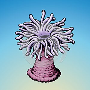 Sea anemone. Vector sketch