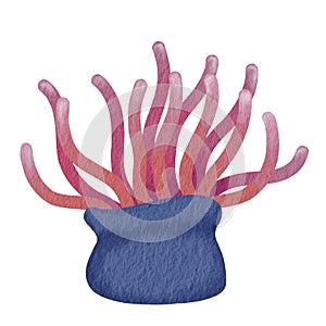 Sea anemone watercolor illustration for decoration on ocean and marine life.