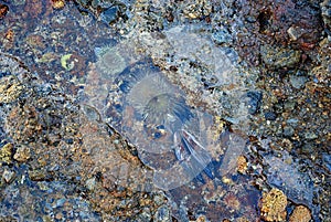 A sea anemone wedged in the rocks of a tide pool.
