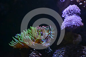 Sea anemone and Xenia pumping coral in marine tank.